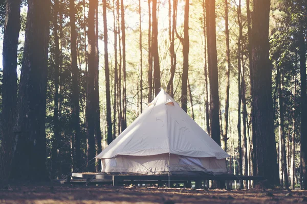 Kamp ve çadır altında Kuzey Tayland günbatımında çam ormanda