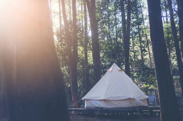 Kamp ve çadır altında Kuzey Tayland günbatımında çam ormanda