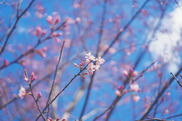タイの春の桜 ピンクの花 — ストック写真