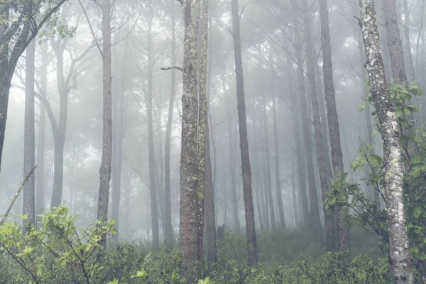 Hutan Berkabut Daerah Tropis — Stok Foto