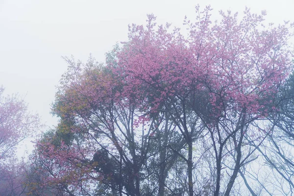 벚꽃이 줄지어 경로의 — 스톡 사진