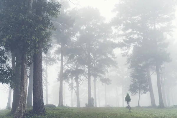 Yaprakları ile çerçeveli taze yeşil yaprak döken ağaçların Doğal Foggy Orman, güneş yaprakları ile sıcak ışınları döküm ile