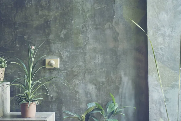 green pot plants in the room 