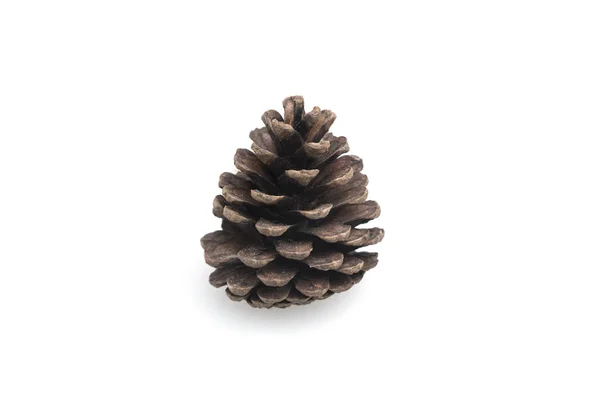 Pine Cones Isolated White Background — Stock Photo, Image