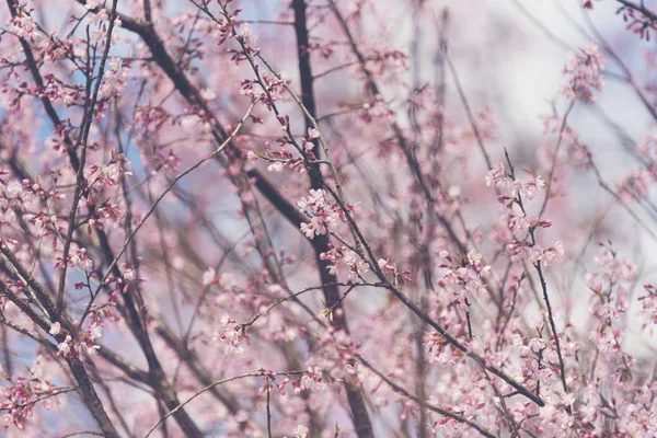 ピンクの花の木アートワークや背景に使う — ストック写真