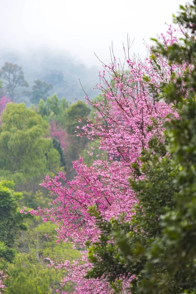 ピンクの花の木と緑の森と熱帯林の木のカラフル — ストック写真