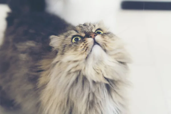 ペルシャ猫 ヴィンテージフィルター画像 — ストック写真
