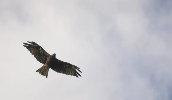 Kite Orelhas Pretas Falcão Voando Céu — Fotografia de Stock