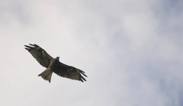 Cerf Volant Oreilles Noires Faucon Volant Sur Ciel — Photo