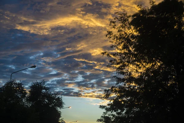 Baum Sonnenuntergang Verwendung Für Kunstwerke Oder Hintergrund — Stockfoto