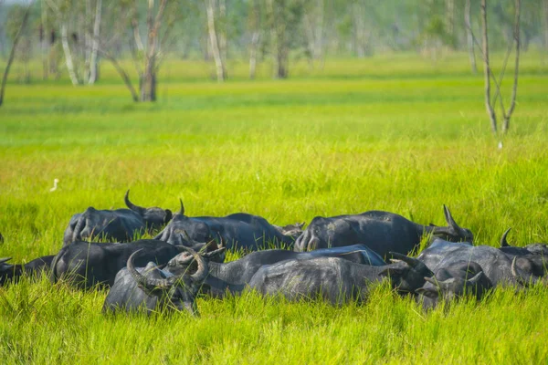 Naturlandschaft Von Büffelfarm Feld Thailand — Stockfoto