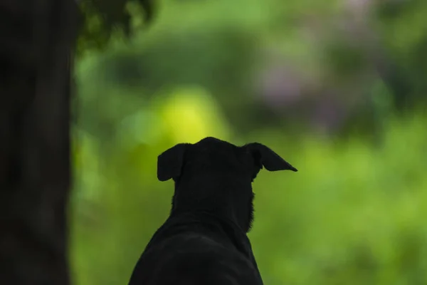 Собака Полем Природи — стокове фото