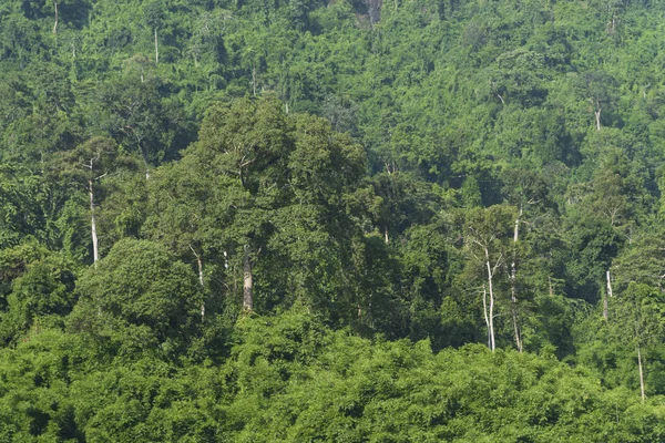 Khao Yai Ulusal Parkı Tropikal Orman Tayland — Stok fotoğraf