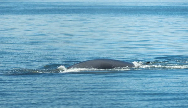 布莱德的鲸鱼在泰国湾 — 图库照片