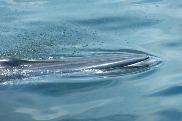 Big Bryde Whale Nadar Superficie Del Agua Para Exhalar Soplando — Foto de Stock