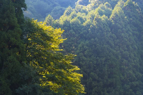 Floresta Caduca Japão Quadro Natural Para Uso Sobre Fundo Papel — Fotografia de Stock