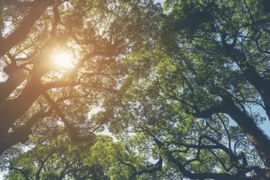 Sabah güneş ışığı ile Japonya'da orman, tropikal orman