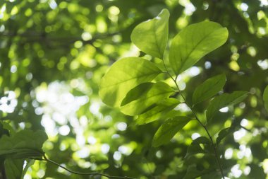 derin ormanda tropikal bitki ve çiçek