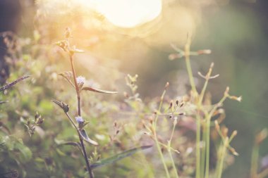 Güzel doğa resimleri Bu arka plan veya duvar kağıdı hakkında kullanmak için, çiçek, çim, sundews ve sabah güneşi oluşur