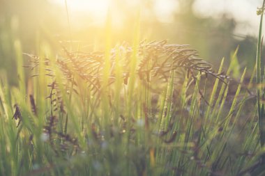 Güzel doğa resimleri Bu arka plan veya duvar kağıdı hakkında kullanmak için, çiçek, çim, sundews ve sabah güneşi oluşur
