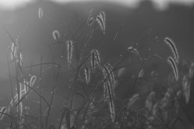 Tayland tropikal orman görünümü