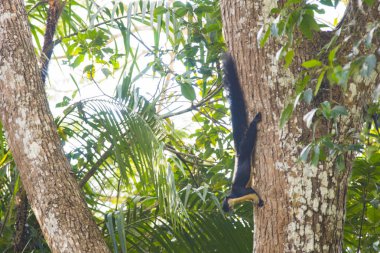 Tayland Milli Parkı'nda ağaç üzerinde siyah dev sincap