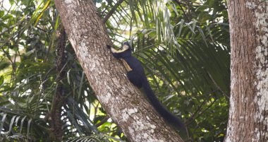 Tayland Milli Parkı'nda ağaç üzerinde siyah dev sincap