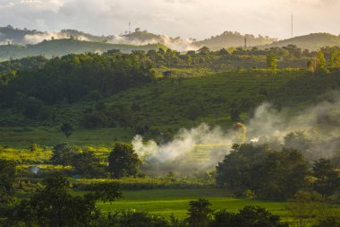 Tayland tropikal orman görünümü