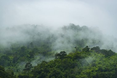 Tayland tropikal orman görünümü