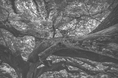 derin tropikal orman görünümü, vintage filtre görüntü