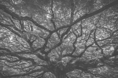 derin tropikal orman görünümü, vintage filtre görüntü