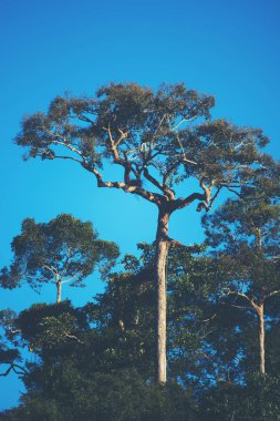 night sky of tropical forest, Thailand