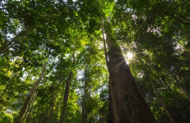 tropikal yağmur ormanları, sanat eserleri veya arka plan için kullanın