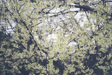 Flowers are blooming on trees.