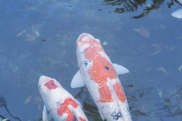 Phantasievolle Fischscheiße Verwendung Als Kunstwerk Oder Hintergrund — Stockfoto