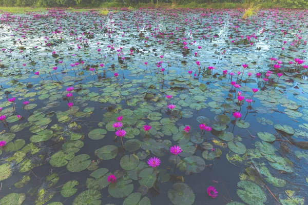 Lotus Flowers Close — Fotografia de Stock