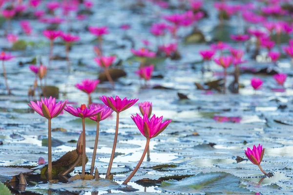 Nilüfer çiçekleri yakın.