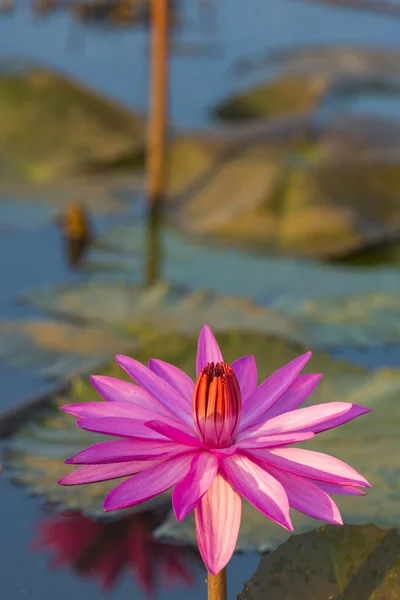 Цветок Лотоса Крупным Планом — стоковое фото