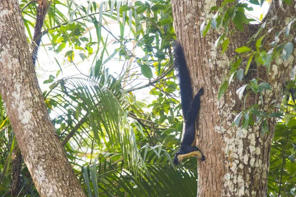 Tayland Milli Parkı'nda ağaç üzerinde siyah dev sincap