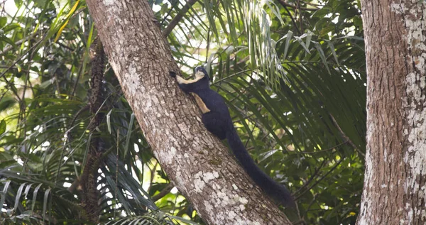 Tayland Milli Parkı'nda ağaç üzerinde siyah dev sincap