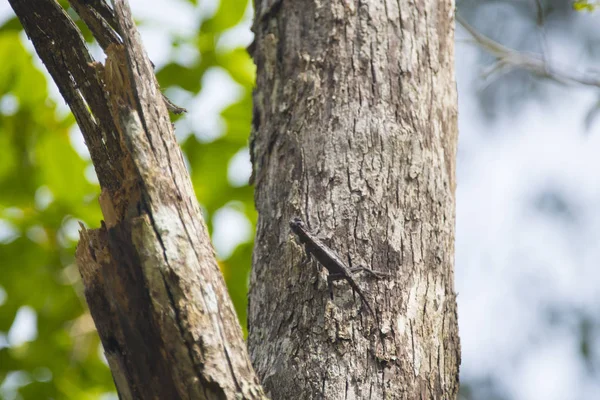 Turuncu kanatlı uçan kertenkele