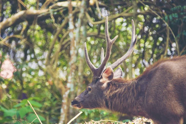 Deer Forest — Stock Photo, Image