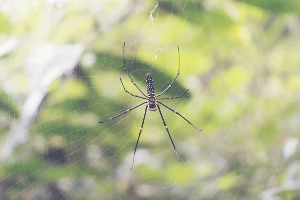 Araña Silvestre Bosque —  Fotos de Stock