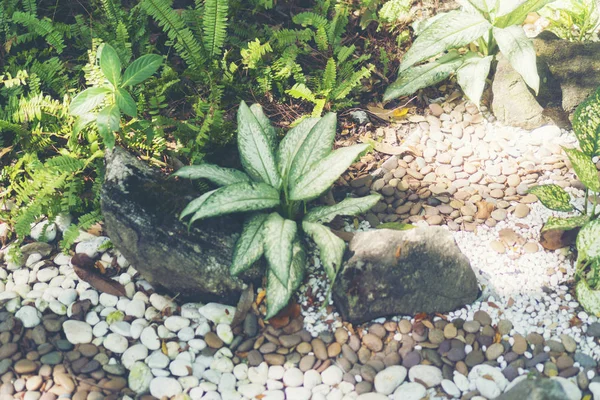 Plant Nature Garden — Stock Photo, Image