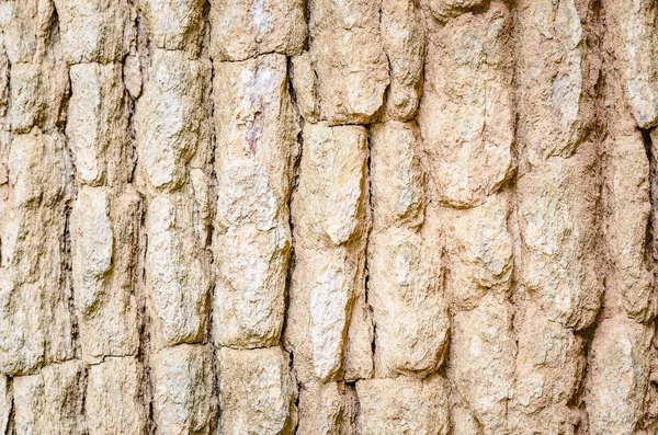 Абстрактный Текстурный Фон Древесной Коры Природный Фон — стоковое фото