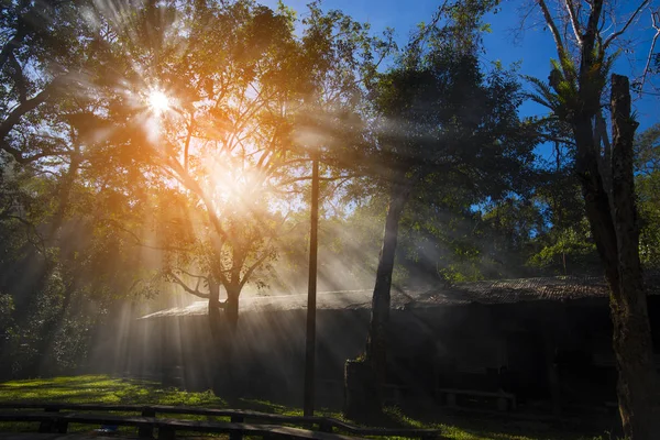 Morgensonnenaufgang Tropischen Wald Mit Tropischem Großen Baum — Stockfoto