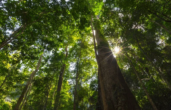 tropikal yağmur ormanları, sanat eserleri veya arka plan için kullanın