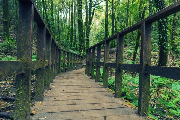 tropical forest in green color tone process filter