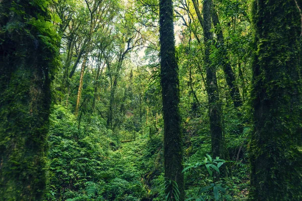 Tropický Prales Zelené Barvě Tón Procesu Filtr — Stock fotografie