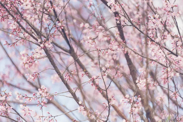 タイの春の桜 ピンクの花 — ストック写真